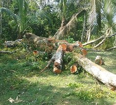 Removal of a dangerous tree in Duvegoda