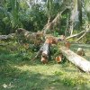 Removal of a dangerous tree in Duvegoda